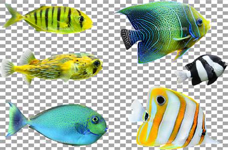 تصویر با کیفیت ماهی های رنگی کوچک دوربری شده
